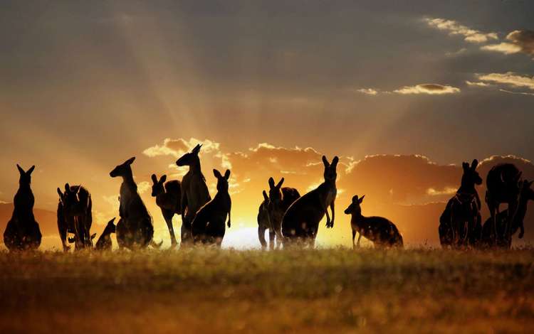 небо, облака, природа, закат, животные, австралия, кенгуру, the sky, clouds, nature, sunset, animals, australia, kangaroo