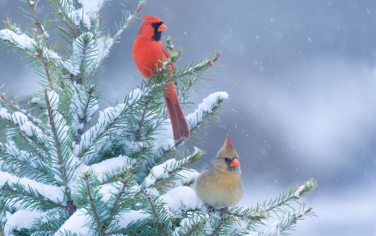 ветка, красный кардинал, снег, хвоя, зима, птицы, клюв, перья, кардинал, branch, red cardinal, snow, needles, winter, birds, beak, feathers, cardinal