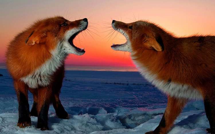 снег, закат, зима, лисицы, лисы, snow, sunset, winter, foxes, fox