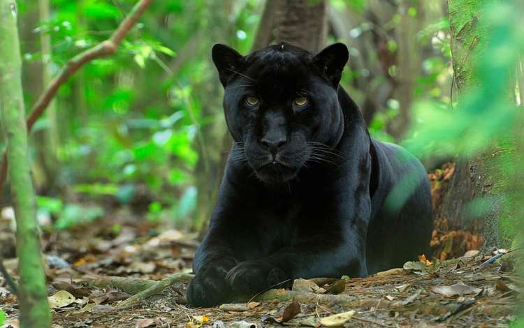 природа, хищник, большая кошка, пантера, черный ягуар, nature, predator, big cat, panther, black jaguar