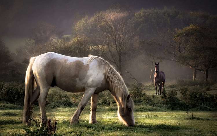 трава, луг, лошади, кони, пастбище, белая лошадь, grass, meadow, horse, horses, pasture, white horse