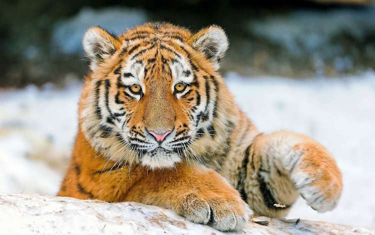 тигр, морда, снег, зима, лапа, детеныш, tiger, face, snow, winter, paw, cub
