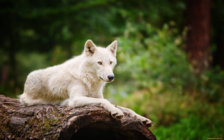 природа, лес, белый, размытость, хищник, волк, nature, forest, white, blur, predator, wolf
