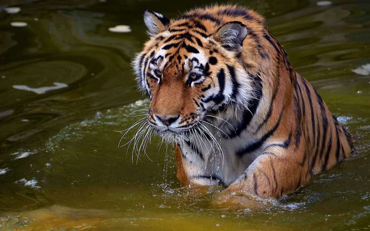 тигр, морда, вода, усы, капли, взгляд, хищник, tiger, face, water, mustache, drops, look, predator