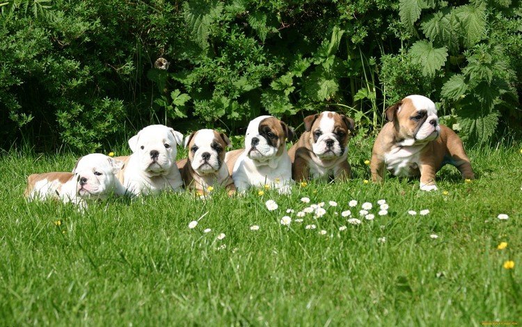 цветы, трава, поляна, щенки, собаки, бульдог, английский, английский бульдог, flowers, grass, glade, puppies, dogs, bulldog, english, english bulldog