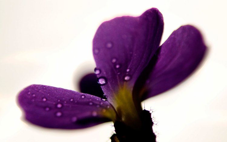 макро, цветок, капли, лепестки, фиолетовый, macro, flower, drops, petals, purple