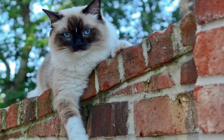 глаза, кот, кошка, взгляд, забор, кирпичи, сиамский, eyes, cat, look, the fence, bricks, siamese