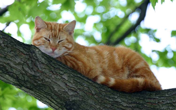 дерево, кот, кошка, спит, рыжий, tree, cat, sleeping, red