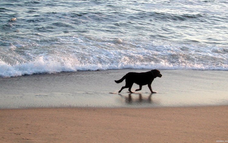 море, песок, пляж, прогулка, собака., sea, sand, beach, walk, dog.