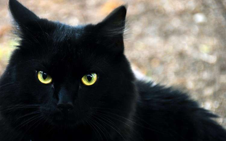 глаза, фон, кот, кошка, взгляд, черный, eyes, background, cat, look, black