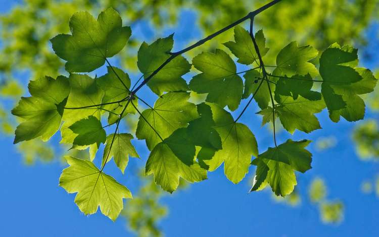 небо, ветка, природа, листья, макро, лето, зеленые, the sky, branch, nature, leaves, macro, summer, green