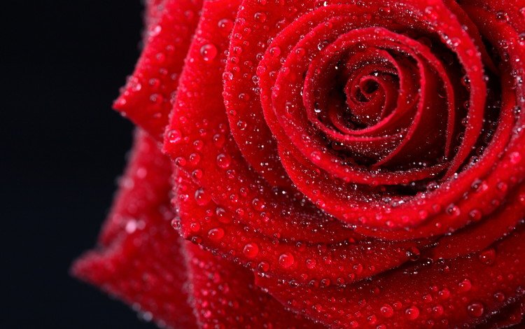 макро, цветок, капли, роза, красная, темный фон, macro, flower, drops, rose, red, the dark background