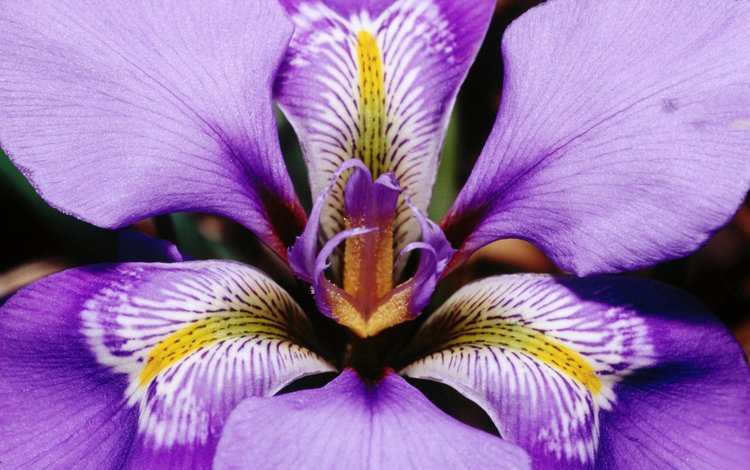 макро, цветок, лепестки, фиолетовый, ирис, macro, flower, petals, purple, iris