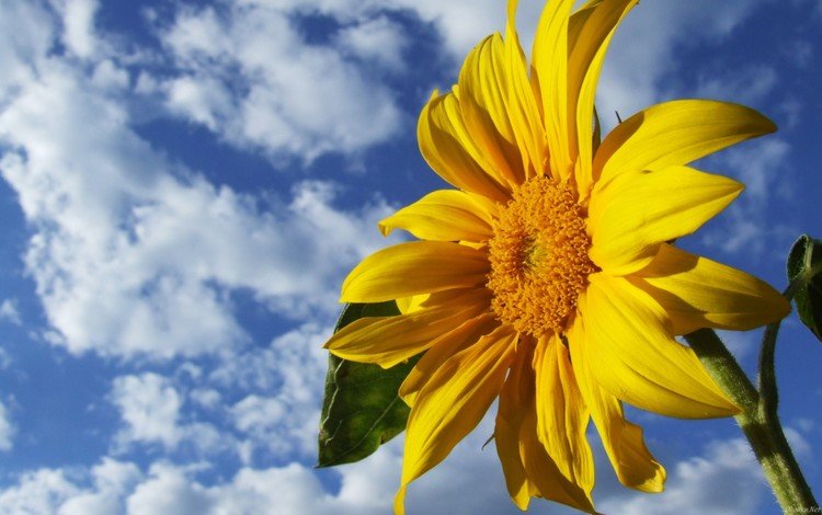 небо, облака, желтый, цветок, подсолнух, the sky, clouds, yellow, flower, sunflower