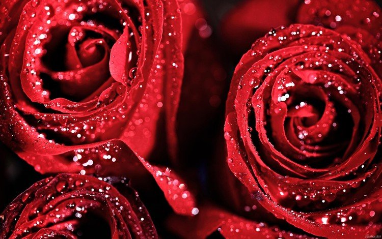 цветы, капли, розы, роза, букет, красная роза, flowers, drops, roses, rose, bouquet, red rose