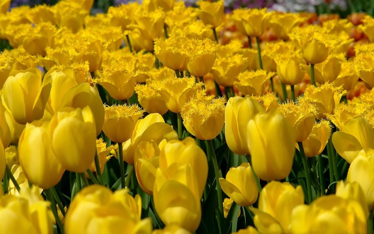 цветы, природа, поле, тюльпаны, желтые, flowers, nature, field, tulips, yellow