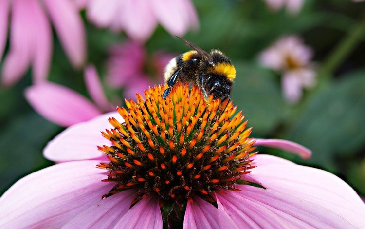природа, шмель на цветке, макро, насекомое, цветок, пчела, пыльца, шмель, эхинацея, nature, bumblebee on a flower, macro, insect, flower, bee, pollen, bumblebee, echinacea