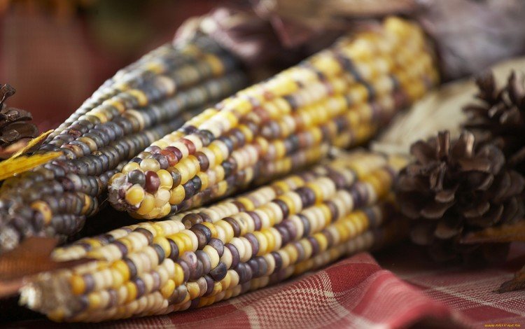кукуруза, овощи, зерно, злаки, крупным планом, пятнистые кукурузные початки, початок, corn, vegetables, grain, cereals, closeup, spotted corn on the cob, the cob