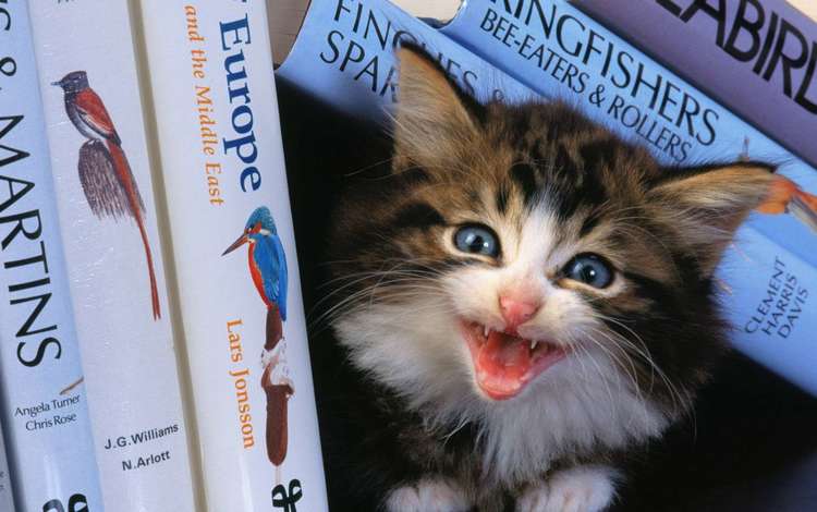 книги, котенок, испуг, крик, мяу, полка, books, kitty, fright, creek, meow, shelf