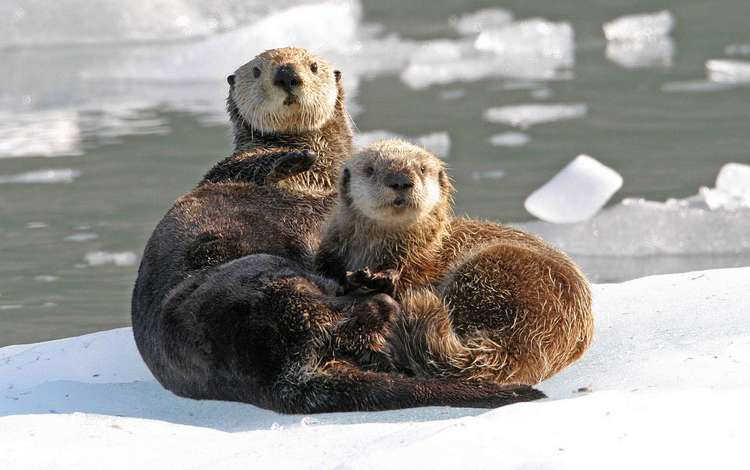 вода, природа, животные, лёд, выдра, выдры, water, nature, animals, ice, otter, otters