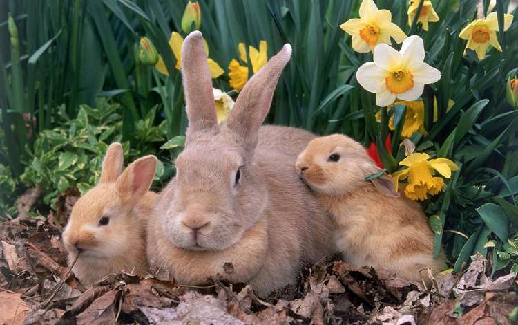 листья, животные, кролики, зайцы, нарциссы, leaves, animals, rabbits, daffodils