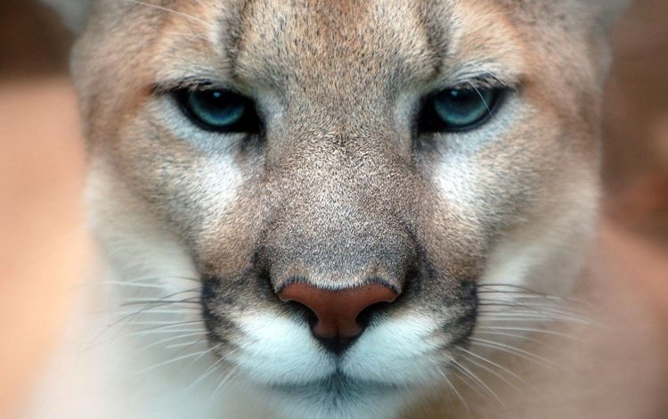 глаза, взгляд, пума, горный лев, кугуар, eyes, look, puma, mountain lion, cougar