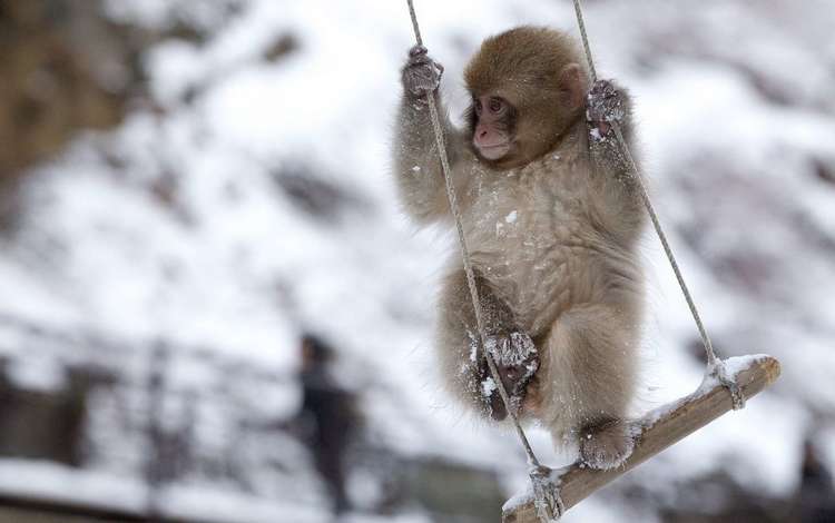 обезьяна, качели, обезьянка, снежная, японская макака, monkey, swing, snow, japanese macaque