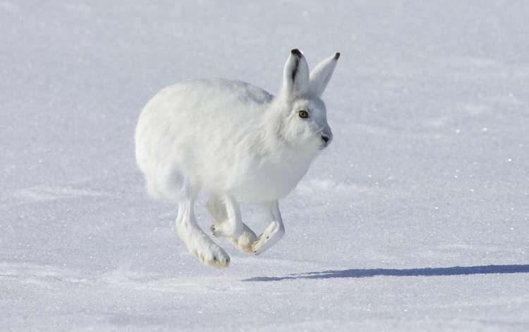 снег, зима, животное, заяц, белый заяц, snow, winter, animal, hare, white rabbit