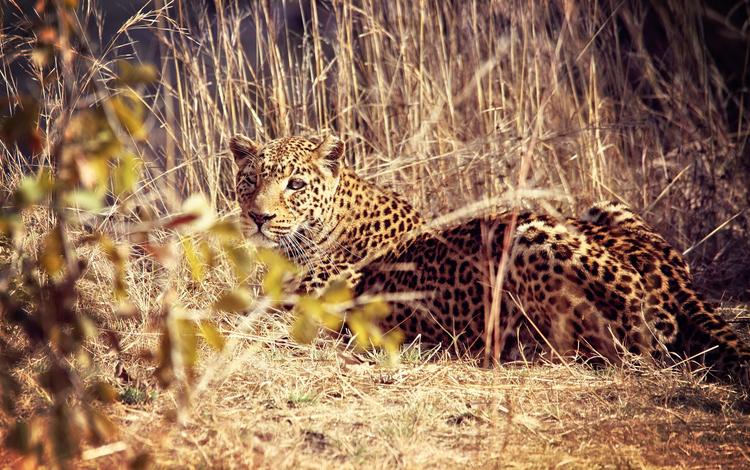морда, взгляд, леопард, хищник, большая кошка, национальный парк луэнгва, замбия, face, look, leopard, predator, big cat, national park luangwa, zambia