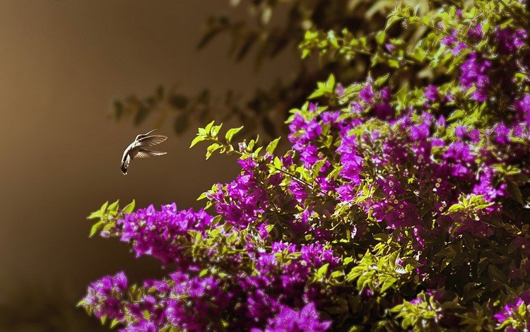 цветы, природа, фон, птица, куст, колибри, flowers, nature, background, bird, bush, hummingbird