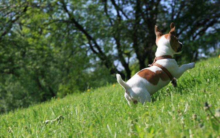 трава, настроение, собака, прогулка, бежит, джек-рассел-терьер, радуется, grass, mood, dog, walk, runs, jack russell terrier, happy
