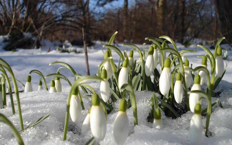 цветы, снег, весна, подснежники, проталины, flowers, snow, spring, snowdrops, thawed