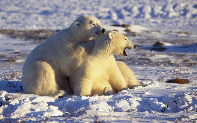 снег, белые, медведи, арктика, snow, white, bears, arctic