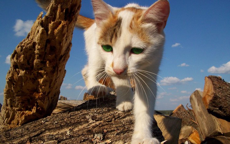 природа, кот, кошка, прогулка, зеленые глаза, рыже-белый, nature, cat, walk, green eyes, red-white