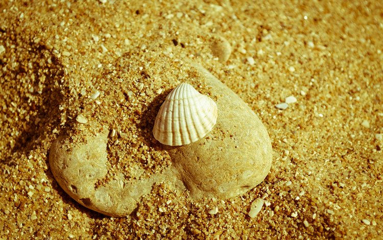 природа, макро, песок, пляж, камень, ракушка, nature, macro, sand, beach, stone, shell