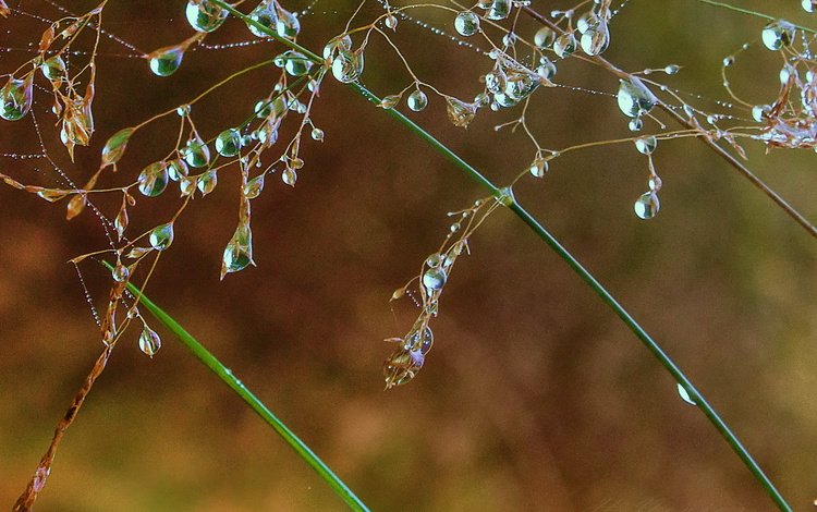 трава, природа, макро, роса, капли, grass, nature, macro, rosa, drops