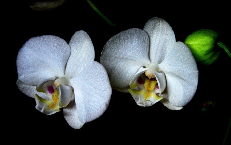 цветы, черный фон, белые, орхидеи, flowers, black background, white, orchids