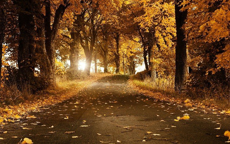 дорога, деревья, солнце, листья, пейзаж, осень, аллея, road, trees, the sun, leaves, landscape, autumn, alley