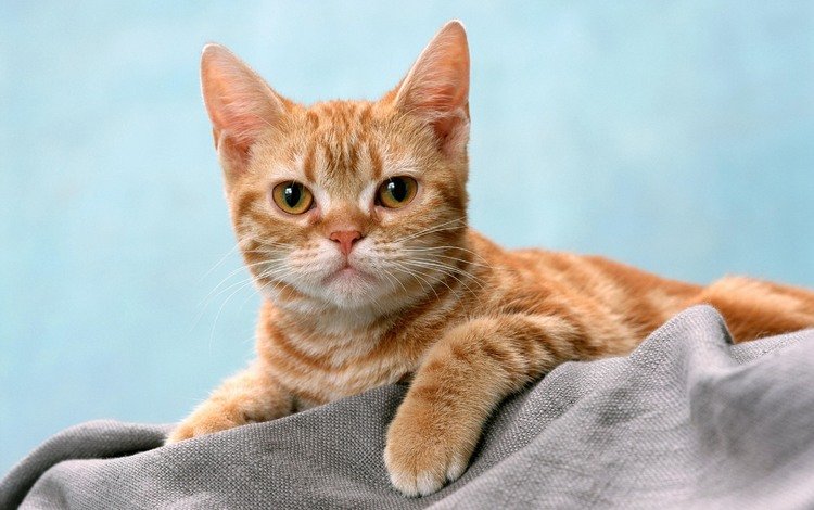 кот, кошка, взгляд, рыжий, полосатый, cat, look, red, striped