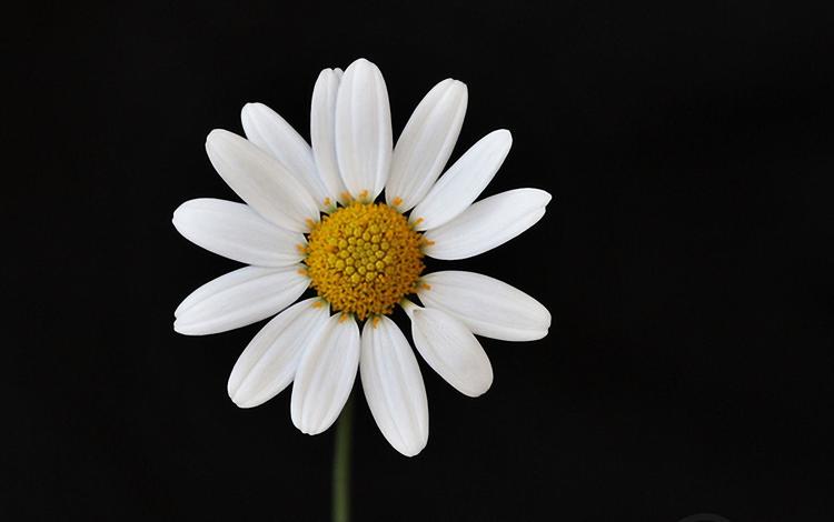 макро, цветок, лепестки, ромашка, черный фон, macro, flower, petals, daisy, black background