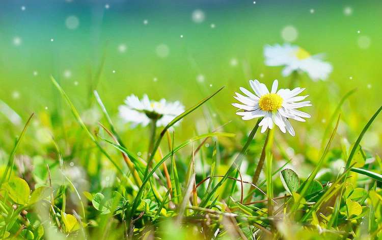 цветы, трава, природа, ромашки, белые, боке, flowers, grass, nature, chamomile, white, bokeh