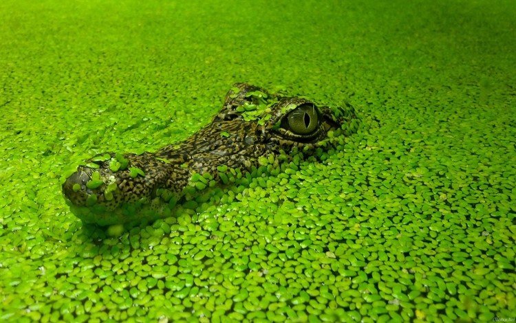 трава, на водной глади, вода, водоем, крокодил, водоросли, рептилия, ряска, пресмыкающиеся, grass, on the water, water, pond, crocodile, algae, reptile, duckweed, reptiles