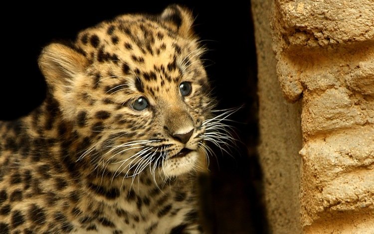 морда, усы, взгляд, леопард, пятна, малыш, детеныш, face, mustache, look, leopard, spot, baby, cub