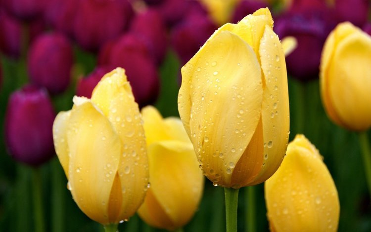 цветы, цветок, роса, лепестки, бутон, тюльпаны, тюльпан, flowers, flower, rosa, petals, bud, tulips, tulip