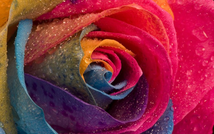 цветок, капли, роза, лепестки, разноцветные, крупным планом, flower, drops, rose, petals, colorful, closeup