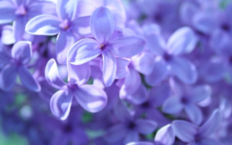 цветы, макро, весна, сирень, flowers, macro, spring, lilac