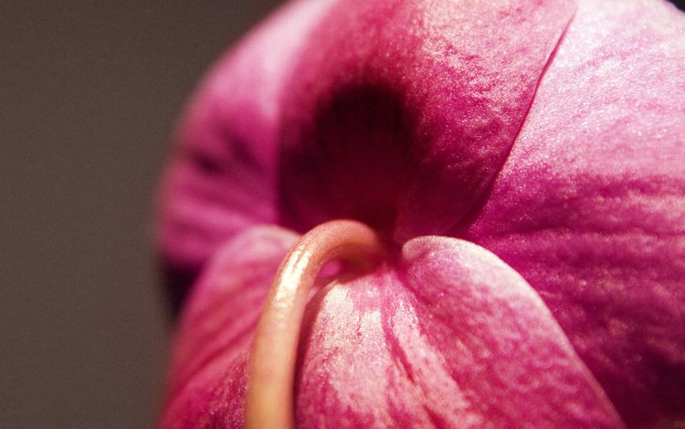 цветок, бутон, розовый, стебель, крупным планом, flower, bud, pink, stem, closeup