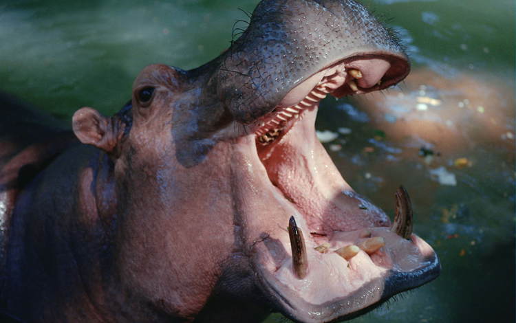 вода, зубы, пасть, бегемот, гиппопотам, water, teeth, mouth, hippo