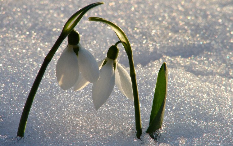 цветы, снег, весна, подснежники, flowers, snow, spring, snowdrops