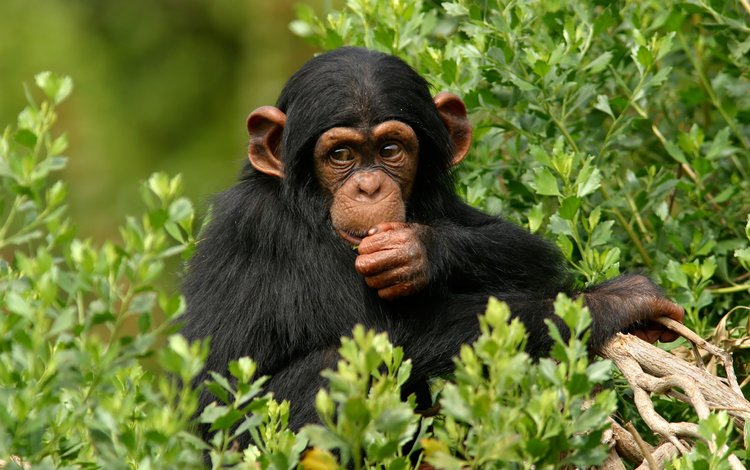 дерево, листья, мордочка, взгляд, обезьяна, примат, шимпанзе, tree, leaves, muzzle, look, monkey, the primacy of, chimpanzees